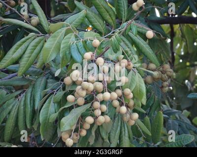 Longanische Obstbäume sind voller longaner Früchte Stockfoto