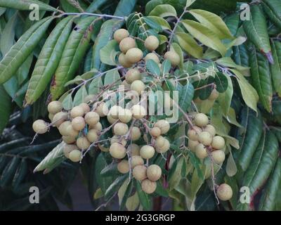 Longanische Obstbäume sind voller longaner Früchte Stockfoto