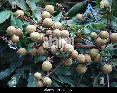 Longanische Obstbäume sind voller longaner Früchte Stockfoto