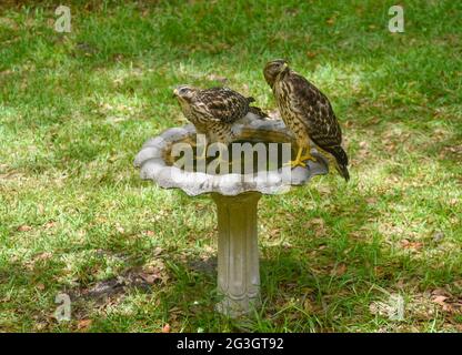 Zwei Red Shouldered Hawks genießen ein Vogelbad in Nord-Zentral-Florida. Stockfoto