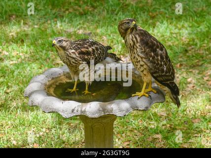 Zwei Red Shouldered Hawks genießen ein Vogelbad in Nord-Zentral-Florida. Stockfoto