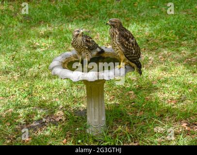 Zwei Red Shouldered Hawks genießen ein Vogelbad in Nord-Zentral-Florida. Stockfoto