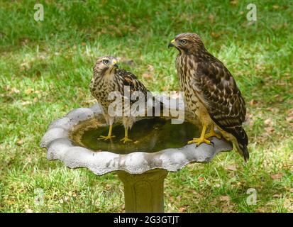 Zwei Red Shouldered Hawks genießen ein Vogelbad in Nord-Zentral-Florida. Stockfoto