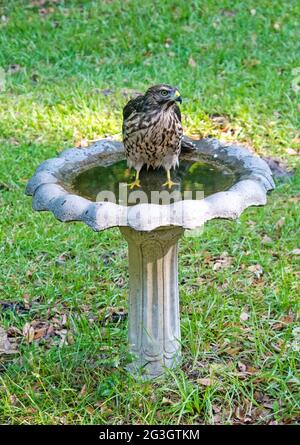 Ein Rotschulter-Falke genießt ein Vogelbad während einer Hitzewelle in Nord-Florida. Stockfoto