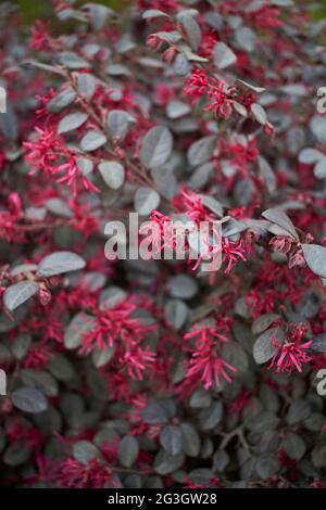 Loropetalum chinense var. rubrum in Blüte Stockfoto