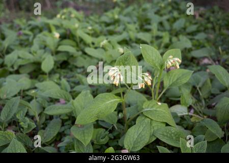 Symphytum tuberosum Pflanze in Blüte Stockfoto