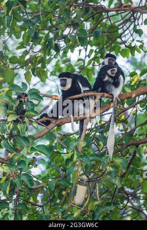 Schwarz-weiß Colobus - Colobus guereza, schöne schwarz-weiße Primaten aus afrikanischen Wäldern und Wäldern, Harenna Wald, Äthiopien. Stockfoto