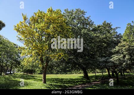 Ein Laburnum-Baum in voller Blüte im Devonport Park in Plymouth hebt sich von der Masse ab. Wird oft als der Peoples Park verwendet. Stockfoto