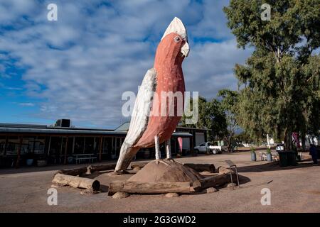 Kimba, South Australia, Australien: Der Big GALAH in Kimba markiert die Hälfte des australischen Punktes. Er ist 8 Meter hoch. Erbaut 19 Stockfoto