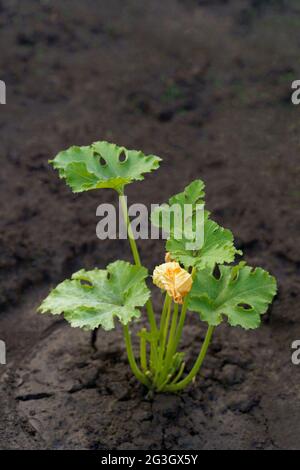 Grüne Pflanze mit grünen Blättern und gelben Blumen Zucchini oder Kürbis auf dem Boden. Stockfoto
