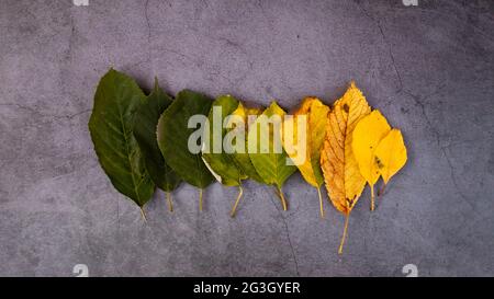 Herbstkonzept. Herbstblätter werden in einer Reihe auf einem dunklen Hintergrund mit Herbsttönen gestapelt. Grün orange und gelbe Blätter. Stockfoto