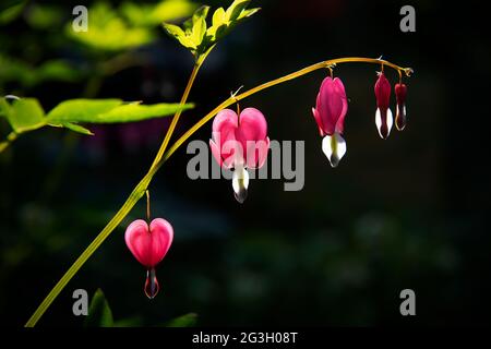 Dicentra fotografiert im Garten des Fotografen in Thaxted Nord Essex England UK Dicentra bekannt als blutende Herzen, ist eine Gattung von acht Arten von Stockfoto