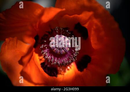 Fotografiert im Fotografengarten in Thaxted Nord-Essex England UK IST EIN Mohn eine blühende Pflanze in der Unterfamilie Papaveroideae der Familie P Stockfoto