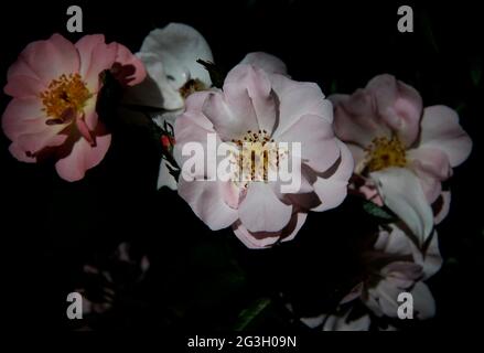 Traditionelle weiße Rose, fotografiert im Fotografengarten in Thaxted im Norden von Essex, England Stockfoto