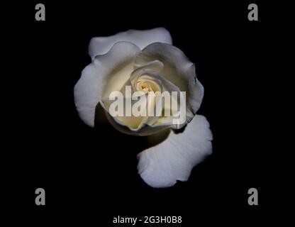 Weiße Rose fotografiert im Fotografengarten in Thaxted im Norden von Essex, England Stockfoto