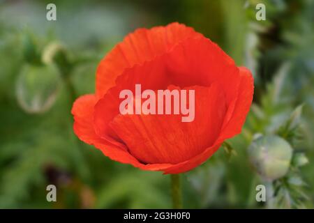 Rote Mohnblume auf verschwommenem grünen Hintergrund mit grünen Knospen Stockfoto