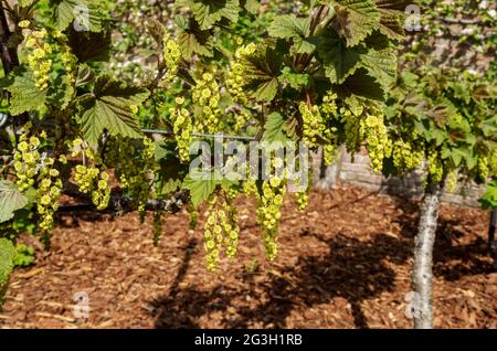 Nahaufnahme der im Frühjahr im Garten wachsenden weißen Pflanzen England Vereinigtes Königreich GB Großbritannien Stockfoto