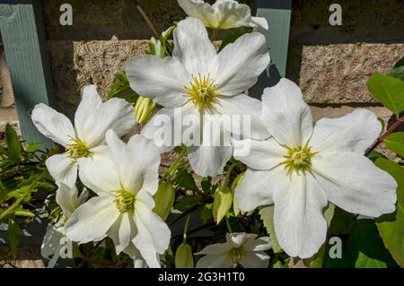 Nahaufnahme von weißen Clematis 'Avalanche'-Blüten, die im Frühjahr an einer Wand im Garten wachsen England Vereinigtes Königreich GB Großbritannien Stockfoto