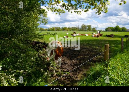 Herde von braunen und weißen Rindern, die auf einer Grünlandwiesen auf einem Bauernfeld weiden, North Yorkshire England Großbritannien Großbritannien Großbritannien Stockfoto