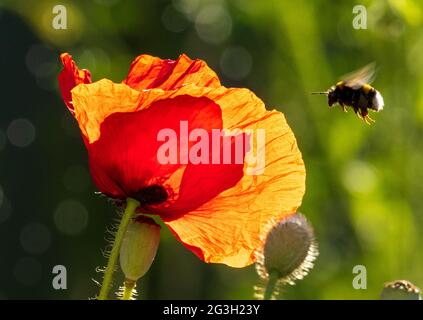 Biene fliegt zur Mohnblume Stockfoto