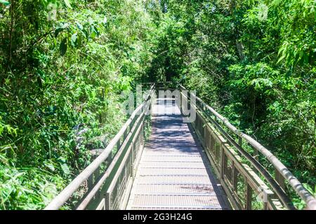 Touristenpfad im Iguazu Nationalpark in Argentinien Stockfoto