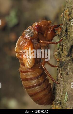 Periodical cicada, Magicicada septendecim, 17-jährige Periodical cicada, Larvenanfall , Teneral adult Emerging, Brood X cicada, Maryland, Juni 2021 Stockfoto