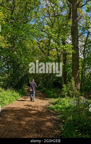 Man Person, die im Frühjahr auf einem Waldweg spaziert, North Yorkshire England Großbritannien Großbritannien Großbritannien Großbritannien Großbritannien Großbritannien Großbritannien Großbritannien Großbritannien Großbritannien Großbritannien Großbritannien Stockfoto