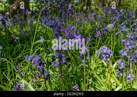 Nahaufnahme von wilden Bluebells Blumenblumen Wildblumen blühen im Frühjahr im Wald England Vereinigtes Königreich GB Großbritannien Stockfoto