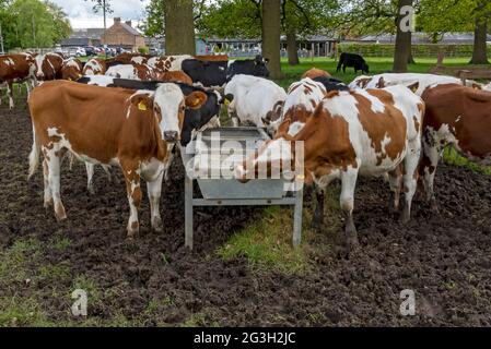 Rinder junge Kühe versammelten sich um Futtertrog Futterstelle in einem Bauernfeld North Yorkshire England UK Vereinigtes Königreich GB Großbritannien Stockfoto