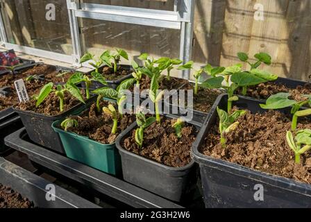 Nahaufnahme von Töpfen mit kletternden französischen Bohnenbohnen Gemüsesämlingen, die im Frühjahr im Gewächshaus wachsen England Vereinigtes Königreich GB Großbritannien Stockfoto