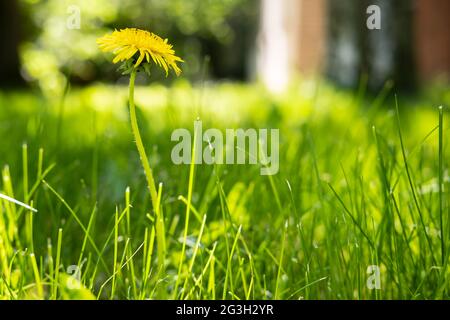 Schöne einsame Blume des Löbentaums Taraxacum in den Strahlen des Sonnenlichts, im Gras, auf einem städtischen Rasen, auf einem verschwommenen Hintergrund. Stockfoto