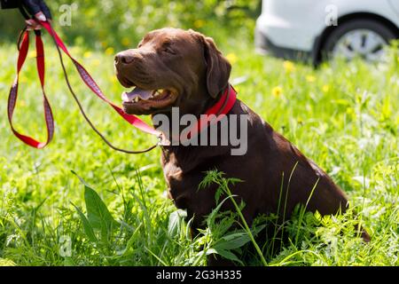 Russland. Vyborg. 05.05.2021 EIN labrador-Hund sitzt auf dem Gras im Park. Hochwertige Fotos Stockfoto