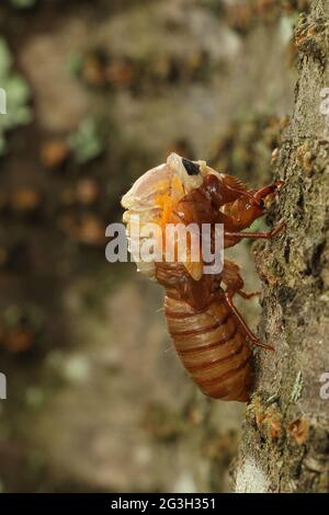 Periodical cicada, Magicicada septendecim, 17-jährige Periodical cicada, Larvenanfall , Teneral adult Emerging, Brood X cicada, Maryland, Juni 2021 Stockfoto
