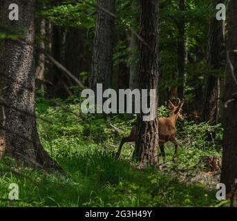 Gämsen mit Geweih auf Waldweg in den südösterreichischen Alpen Stockfoto