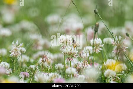 Honigbiene bestäubt eine Kleeblatt-Blume. Stockfoto