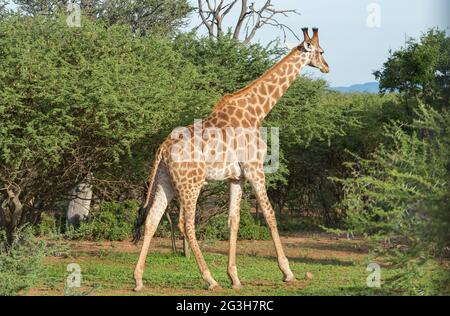 Giraffe in freier Wildbahn Stockfoto