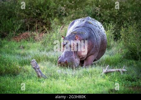 Ausgewachsener Nilpferd, Nilpferd-Amphibius, grast in den Sümpfen und üppigem Gras des Amboseli-Nationalparks, Kenia. Stockfoto