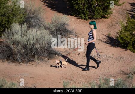 Eine junge Frau geht mit ihrem Haustier chihuahua auf einem Naturlehrpfad in Santa Fe, New Mexico. Stockfoto