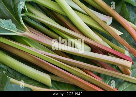 Geerntete Rhabarber-Stiele, die im Garten angebaut werden. Stockfoto