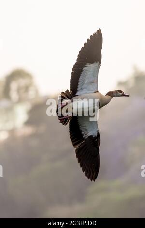 Ägyptische Gans im Flug Stockfoto