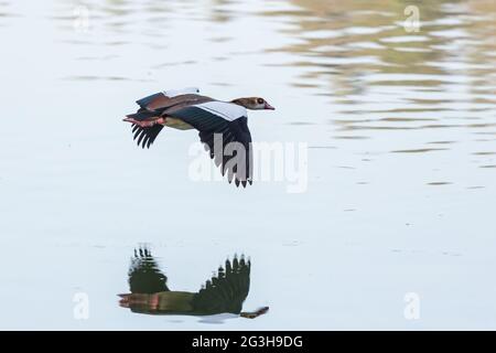 Ägyptische Gans im Flug Stockfoto