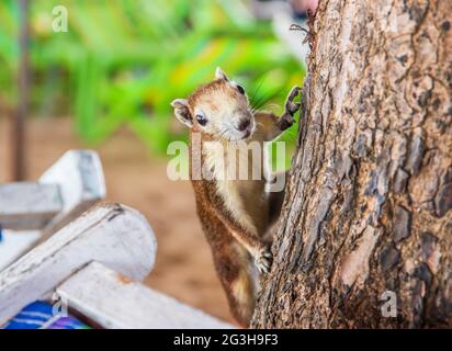 Ein braunes Eichhörnchen sieht neugierig aus und interessiert daran, zu essen Stockfoto