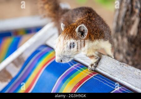 Ein braunes Eichhörnchen sieht neugierig aus und interessiert daran, zu essen Stockfoto