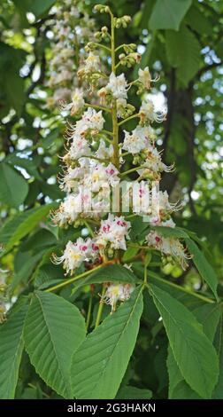 Ein Zweig eines Kastanienbaums mit grünen Blättern und einem Blütenstand von Blumen mit weißen und rosa Blütenblättern an einem Frühlingstag Stockfoto