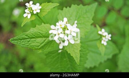 Feldpflanze mit grünen Blättern und weißen zarten Blüten auf einer Lichtung im Wald an einem Frühlingstag Stockfoto