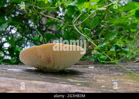 Seitenansicht von rundem Pilz auf braunem Baumstamm, Naturstockbild - aufgenommen in Howrah, Westbengalen, Indien Stockfoto