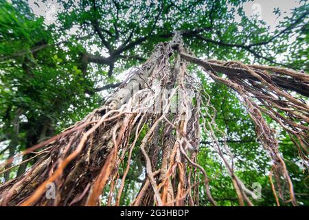 Braune Wurzeln hängen in der Luft, großer banyan-Baum – aufgenommen im Acharya Jagadish Chandra Bose Indian Botanic Garden, der früher als Indian Botanic Garden bekannt war, Stockfoto