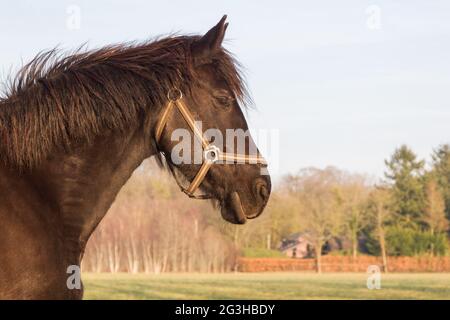 Friesische Pferd Stockfoto