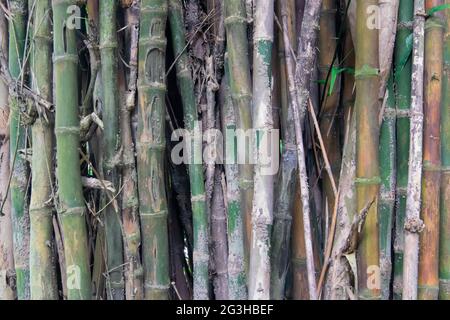 Bambusbäume und -Blätter, Natur Stock image - aufgenommen im Acharya Jagadish Chandra Bose Indian Botanic Garden, der früher als Indian Botanic Garden bekannt war Stockfoto