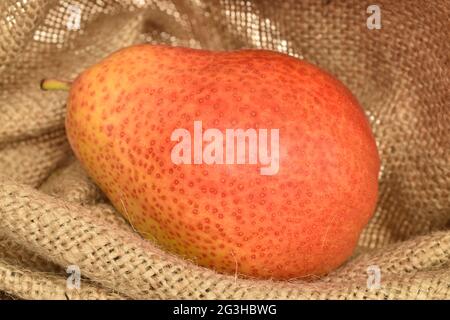 Eine reife gelb-rote Birne auf Jutestoff, Nahaufnahme. Stockfoto